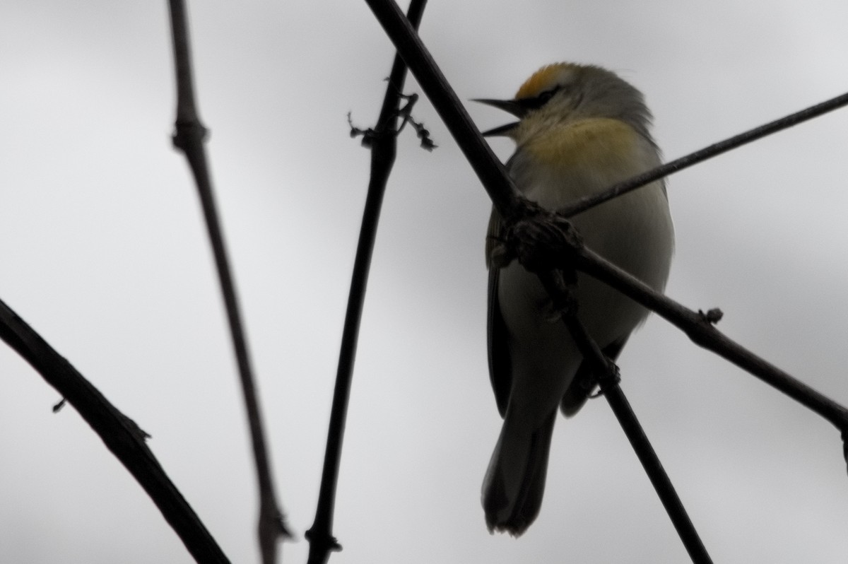 Golden-winged/Blue-winged Warbler - ML636160952