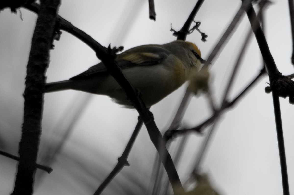 Golden-winged/Blue-winged Warbler - ML636160953