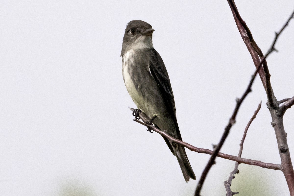 Olive-sided Flycatcher - ML636160970