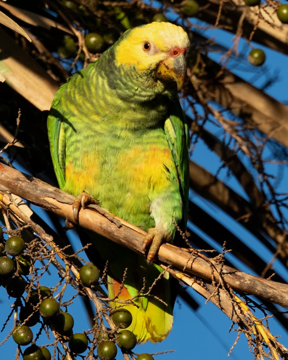 Yellow-faced Parrot - ML636161043
