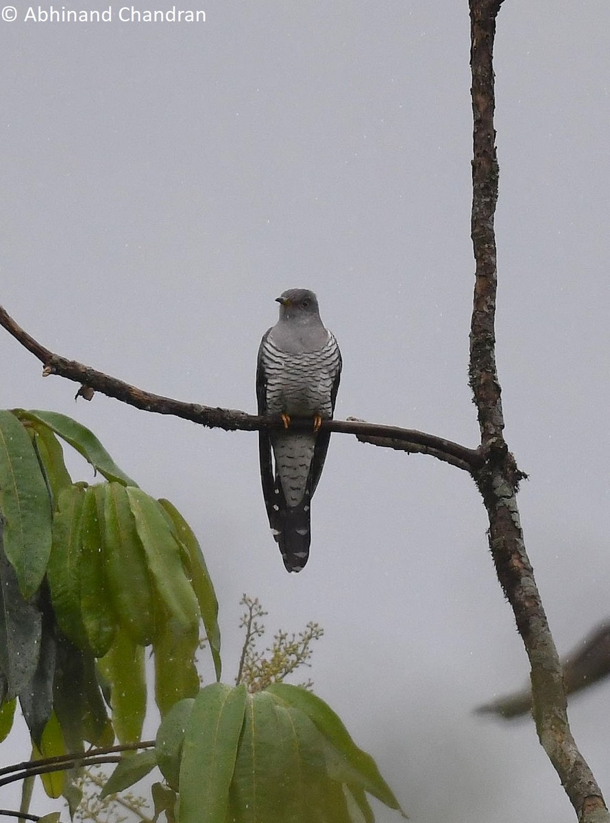Common Cuckoo - ML636161046