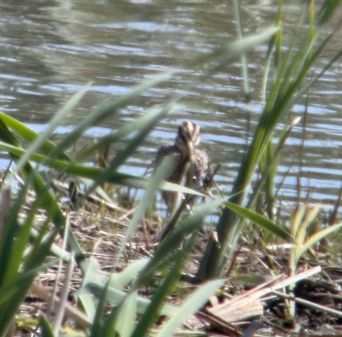 Wilson's Snipe - ML636161069