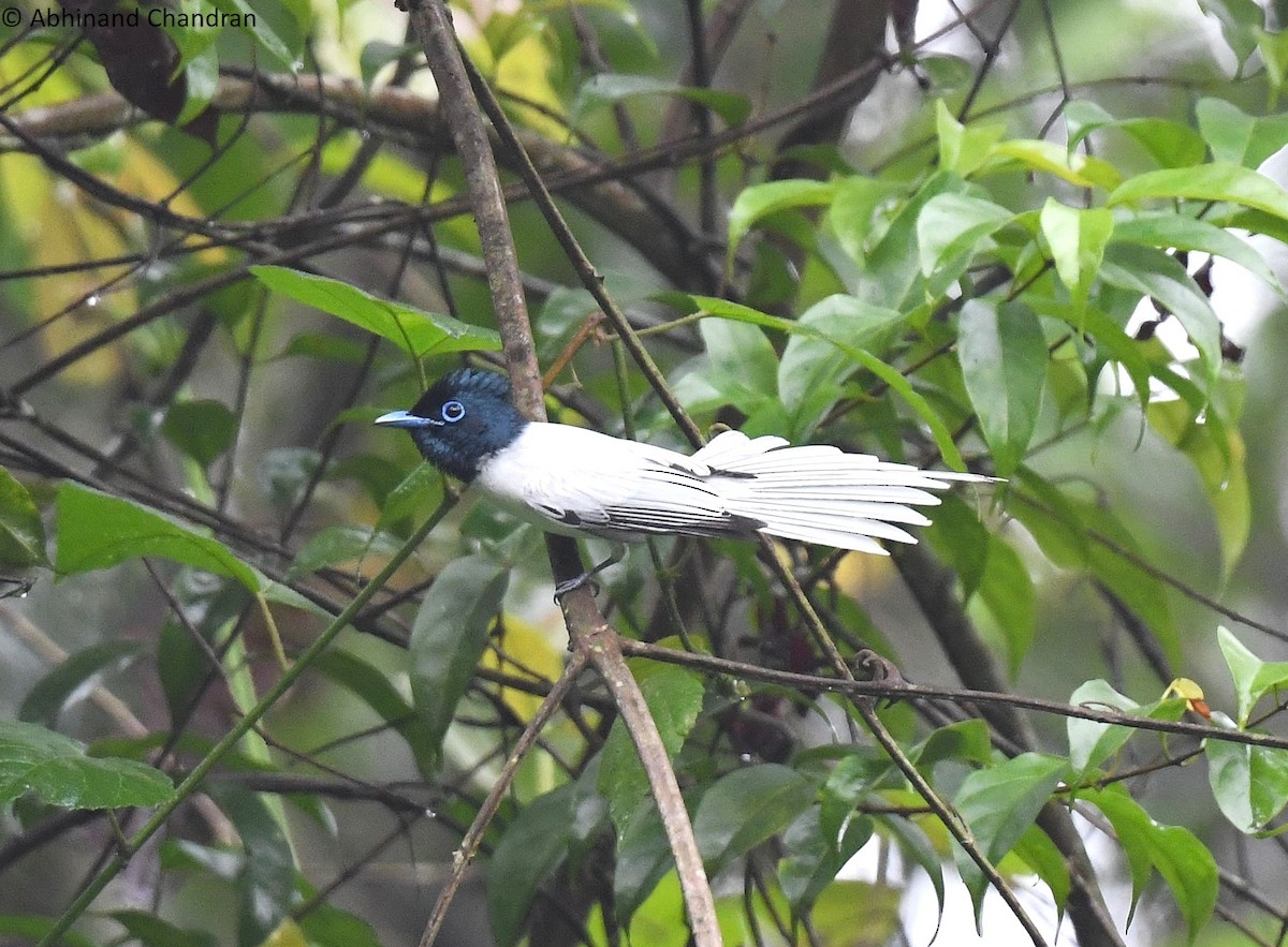 Blyth's Paradise-Flycatcher - ML636161102