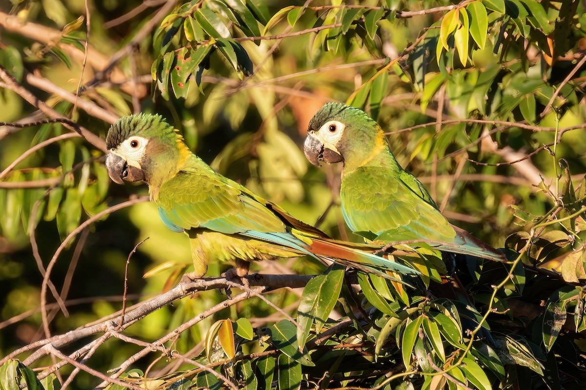 Yellow-collared Macaw - ML636161128