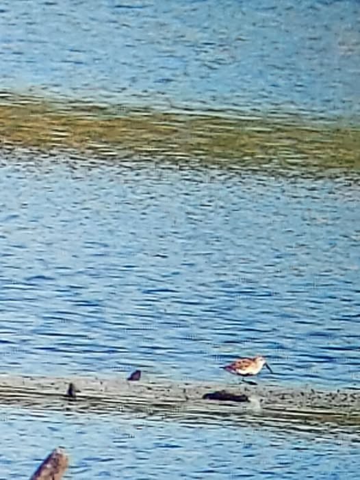 Dunlin - ML636161133