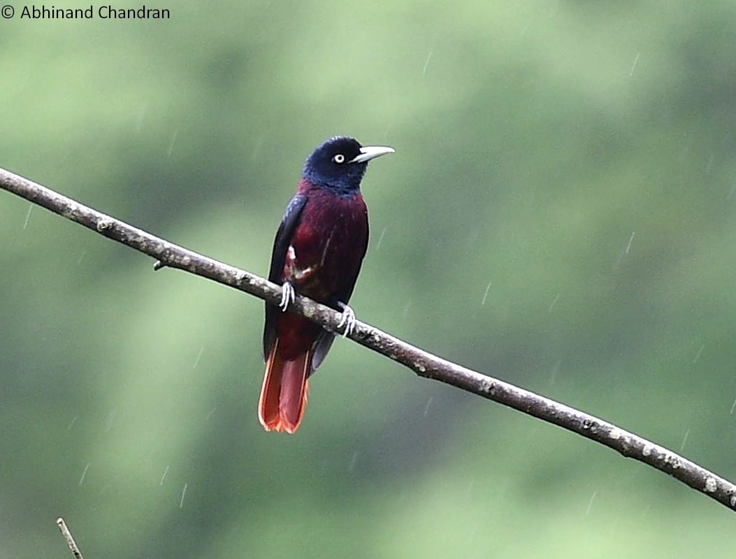 Maroon Oriole - ML636161138