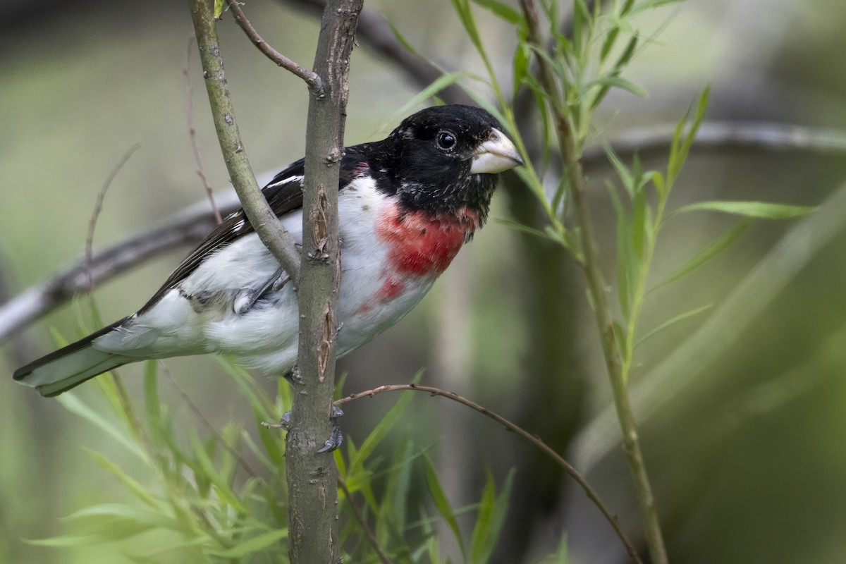 Rose-breasted Grosbeak - ML636161140