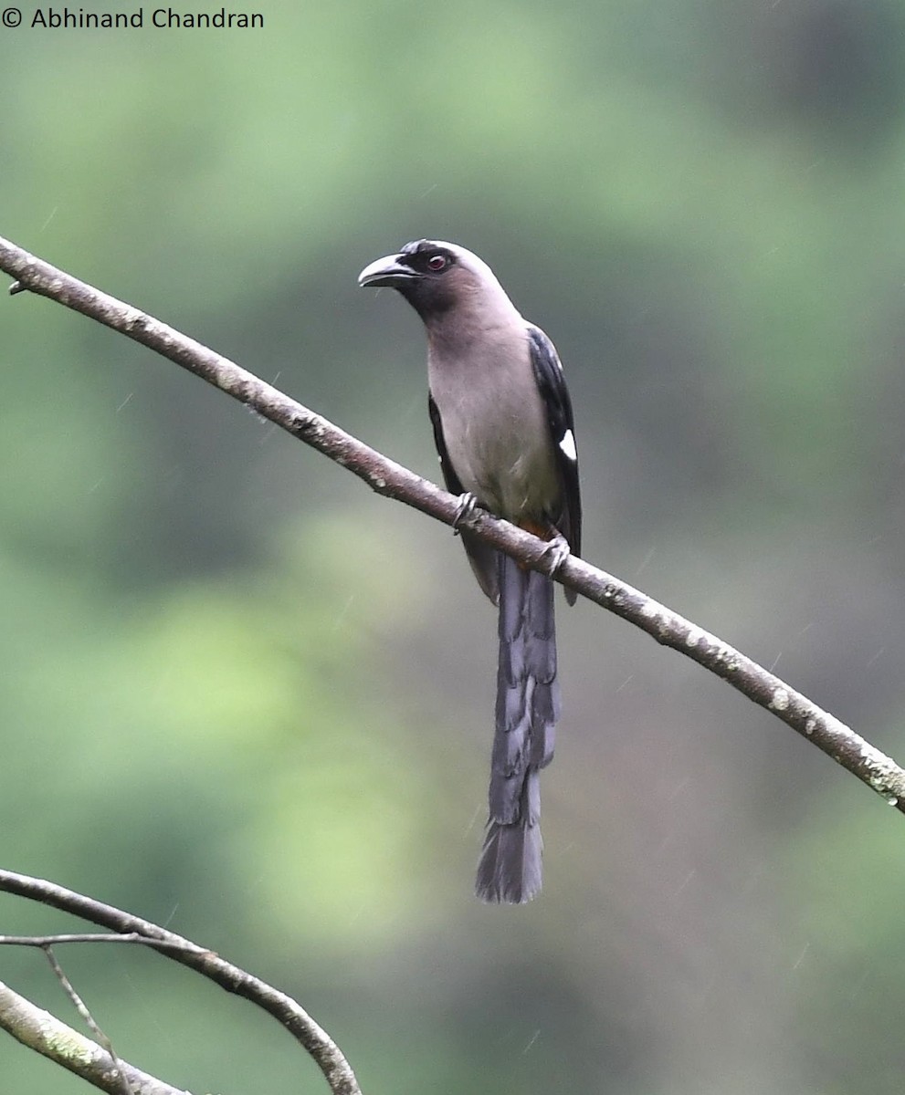Gray Treepie - ML636161145