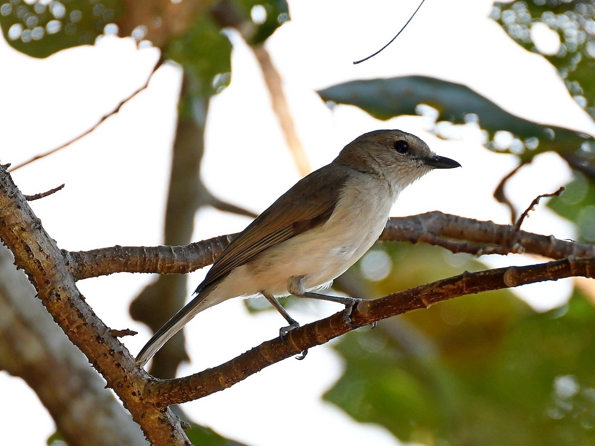 Gray Whistler - ML636161185