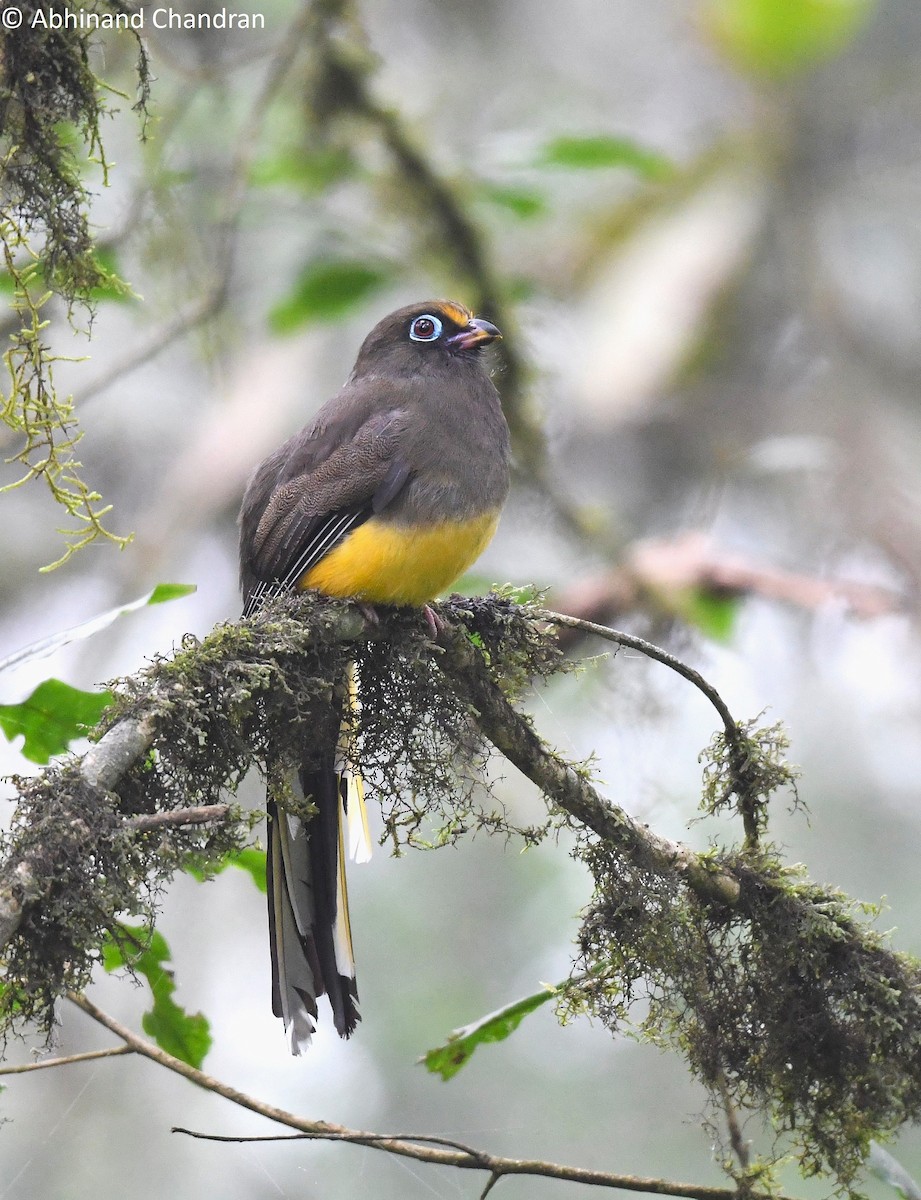Ward's Trogon - ML636161217