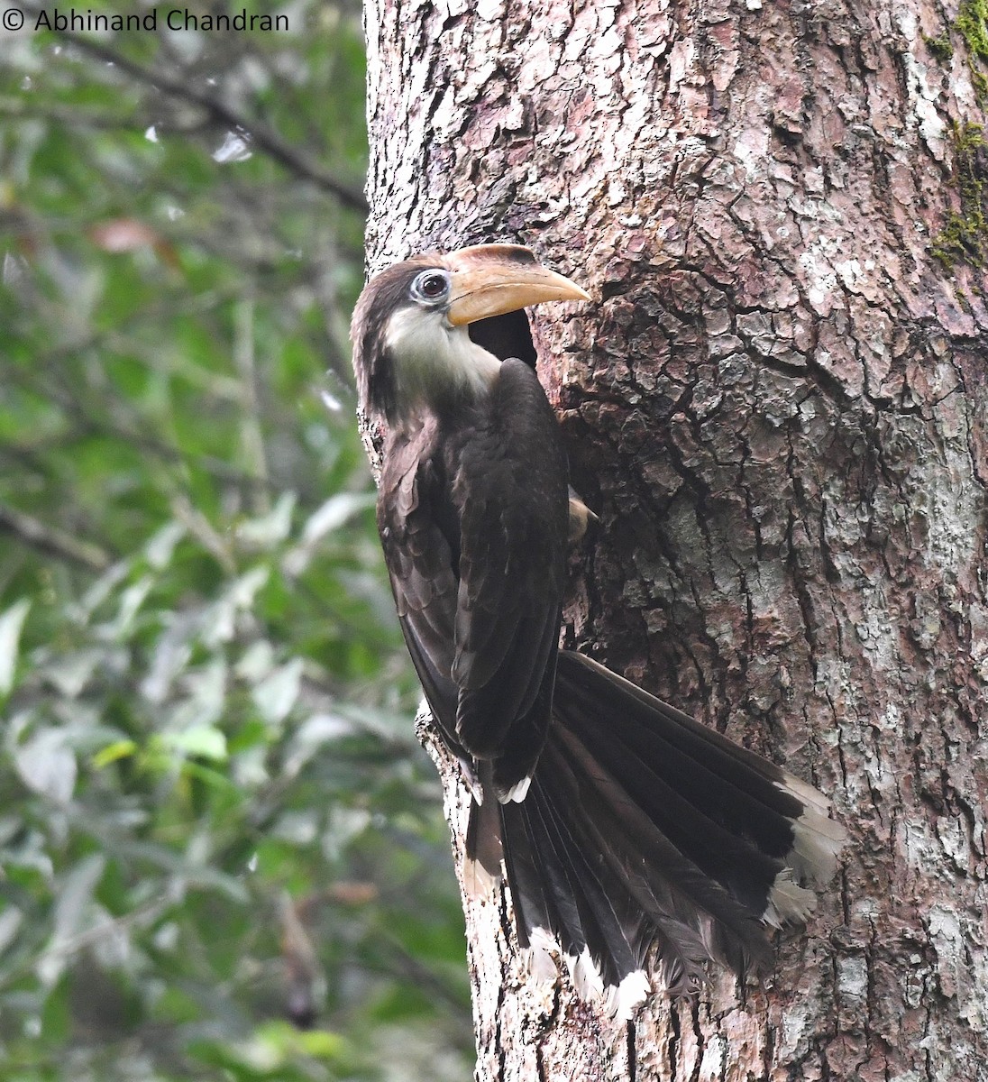 Brown Hornbill - ML636161246