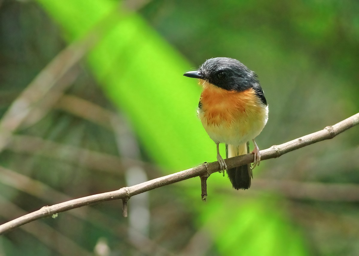 Rufous-chested Flycatcher - ML636161271