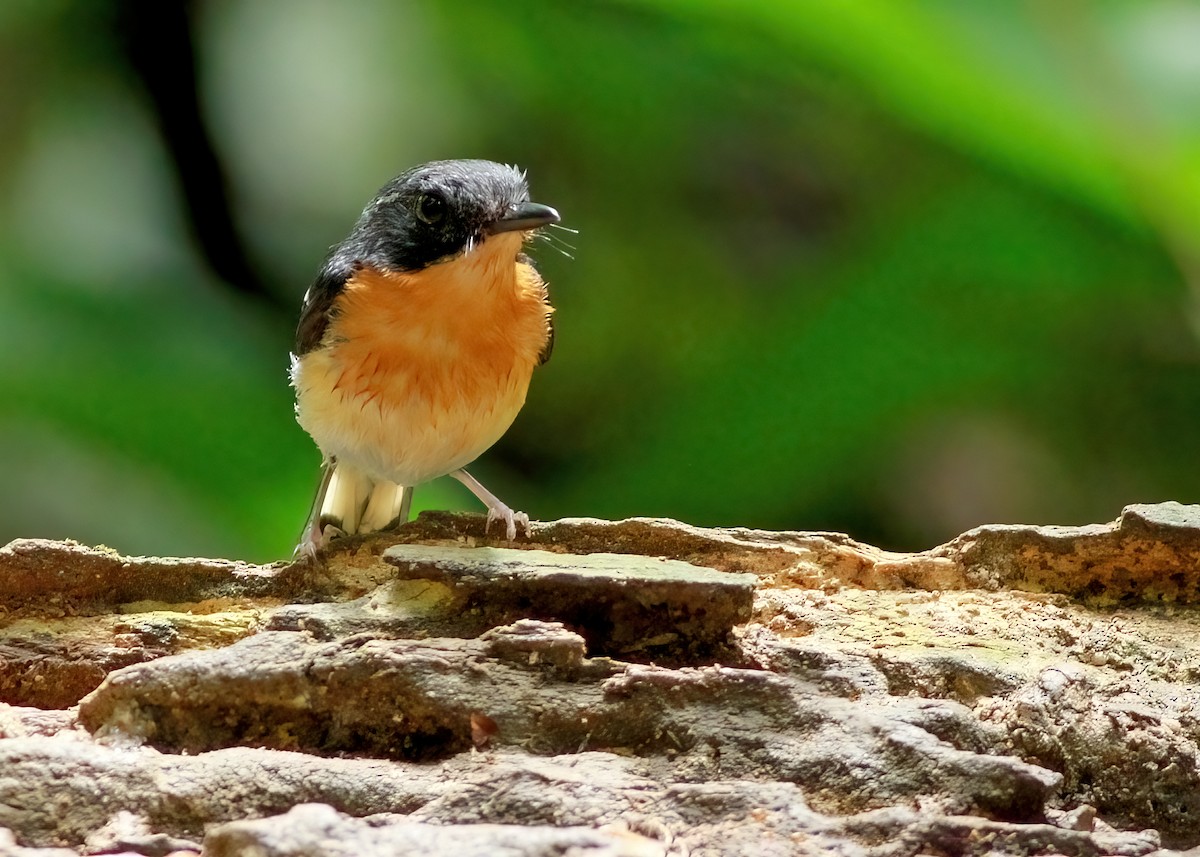 Rufous-chested Flycatcher - ML636161273