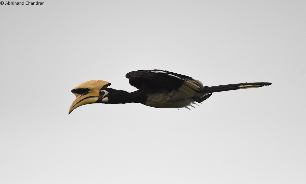 Oriental Pied-Hornbill - ML636161281