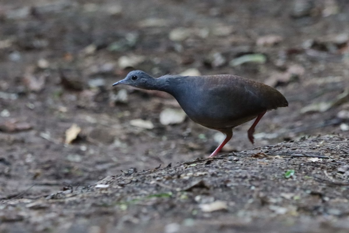 Slaty-breasted Tinamou - ML636161291