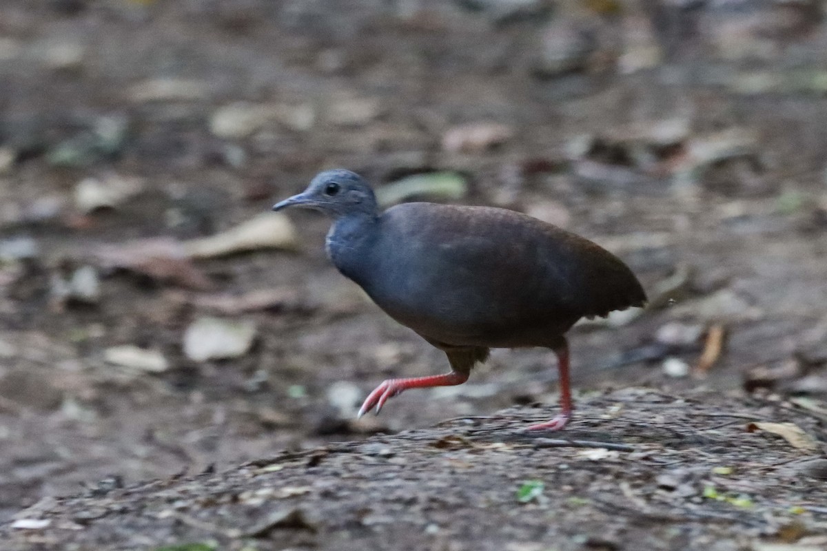 Slaty-breasted Tinamou - ML636161292