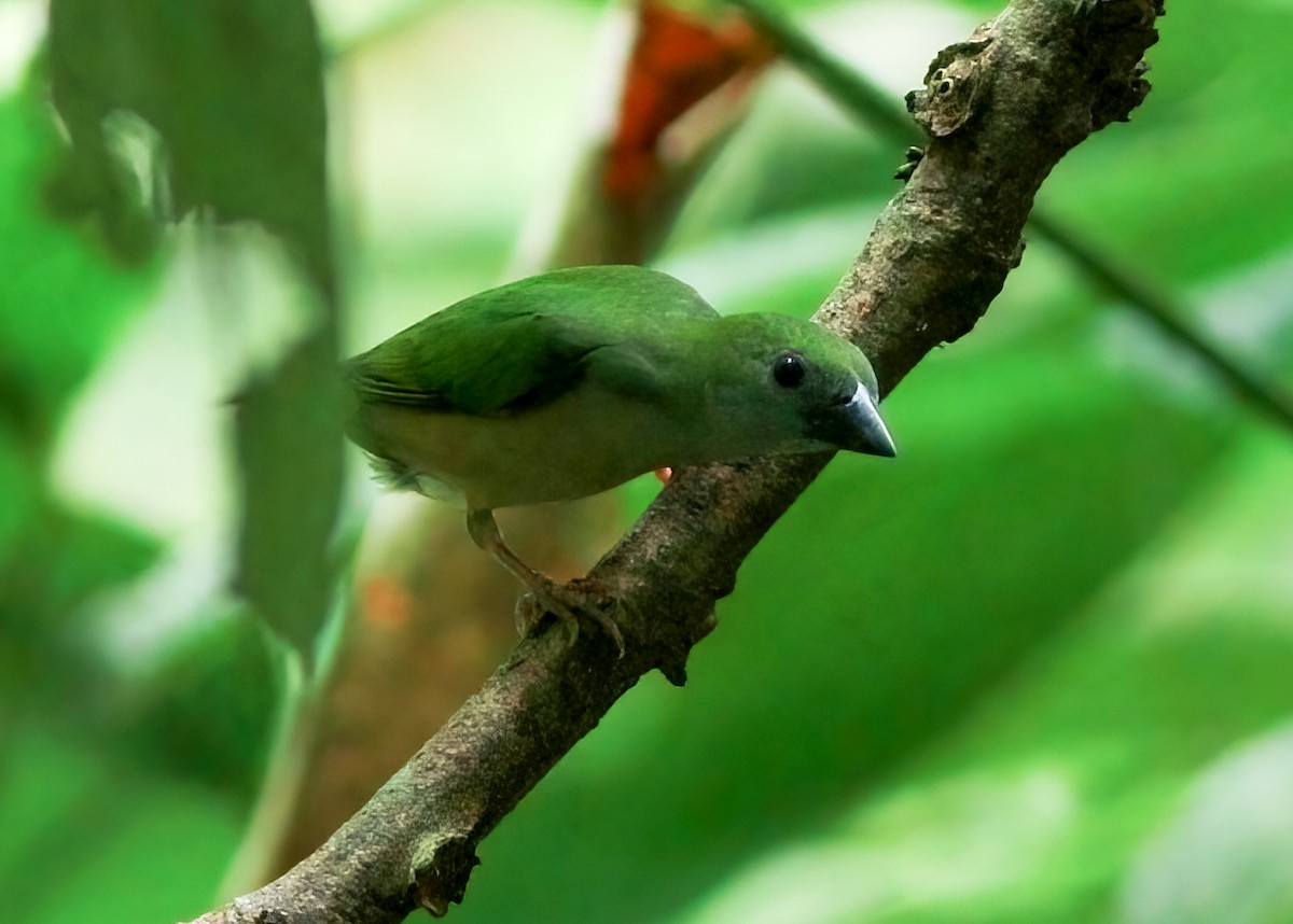 Pin-tailed Parrotfinch - ML636161296