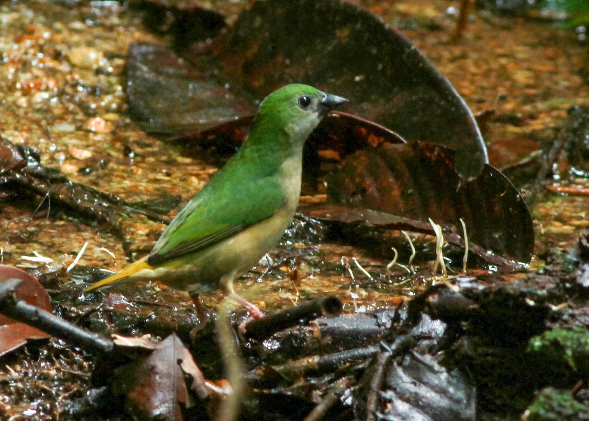 Pin-tailed Parrotfinch - ML636161297