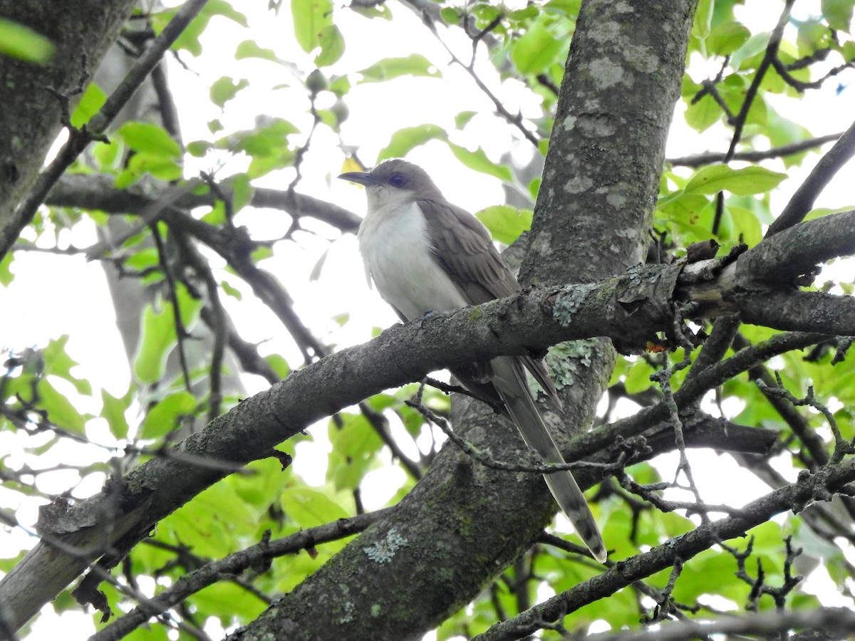 Black-billed Cuckoo - ML636161308