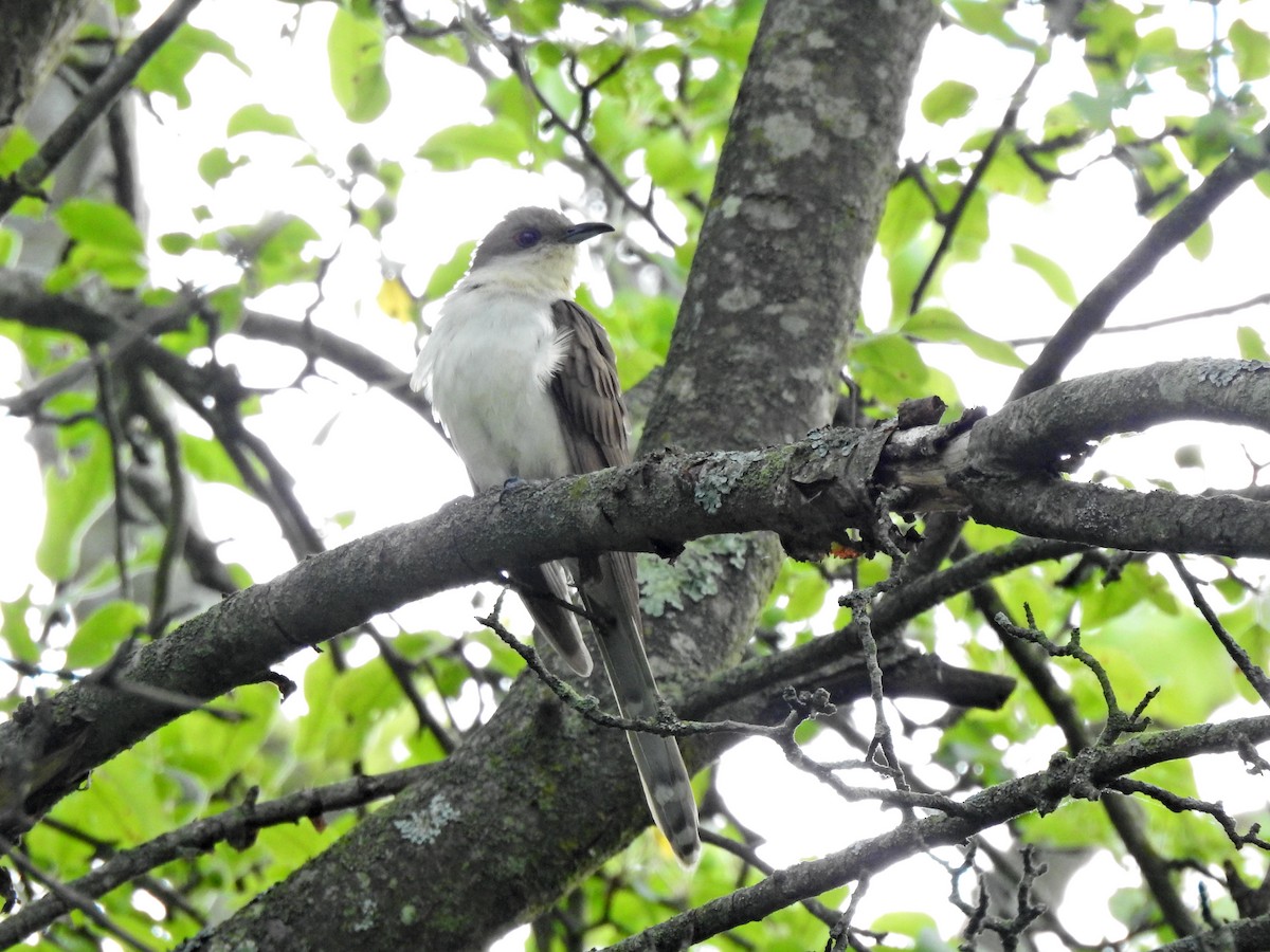 Black-billed Cuckoo - ML636161334