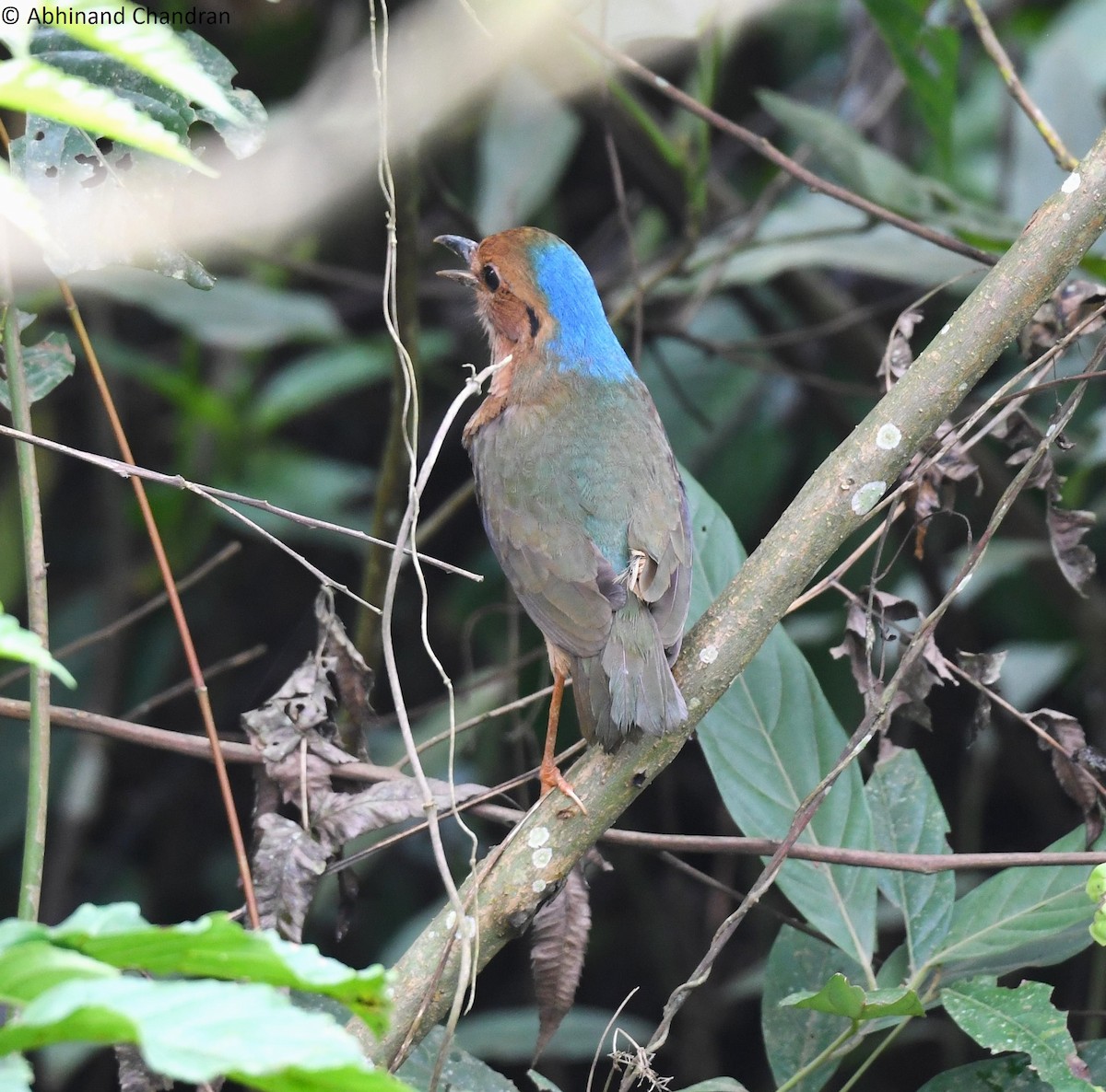 Blue-naped Pitta - ML636161382