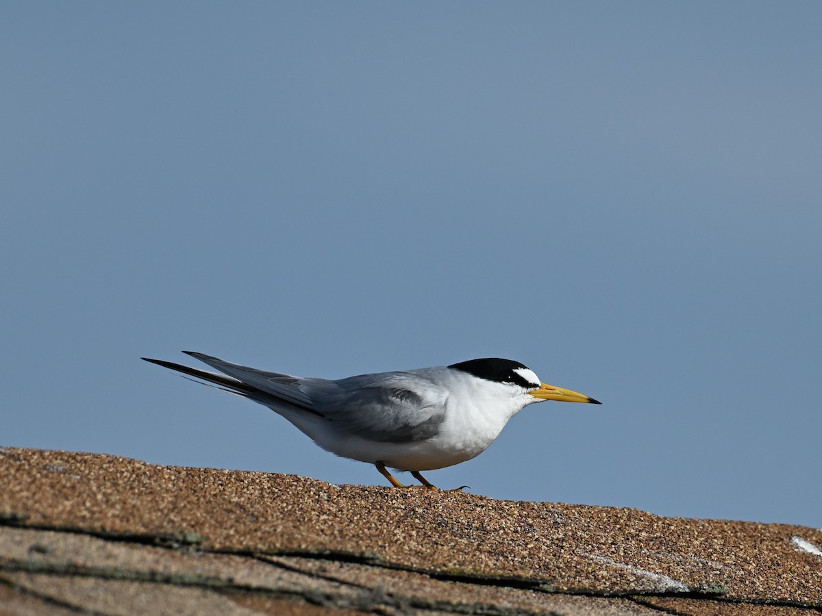 Least Tern - ML636161394