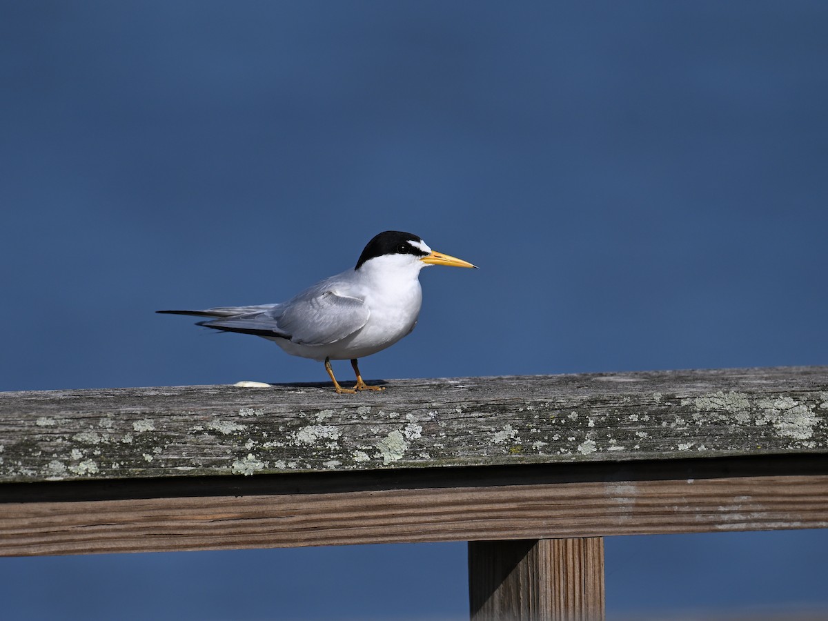 Least Tern - ML636161395