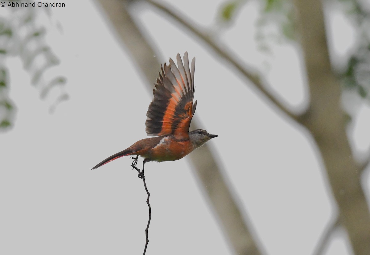 Rosy Minivet - ML636161401