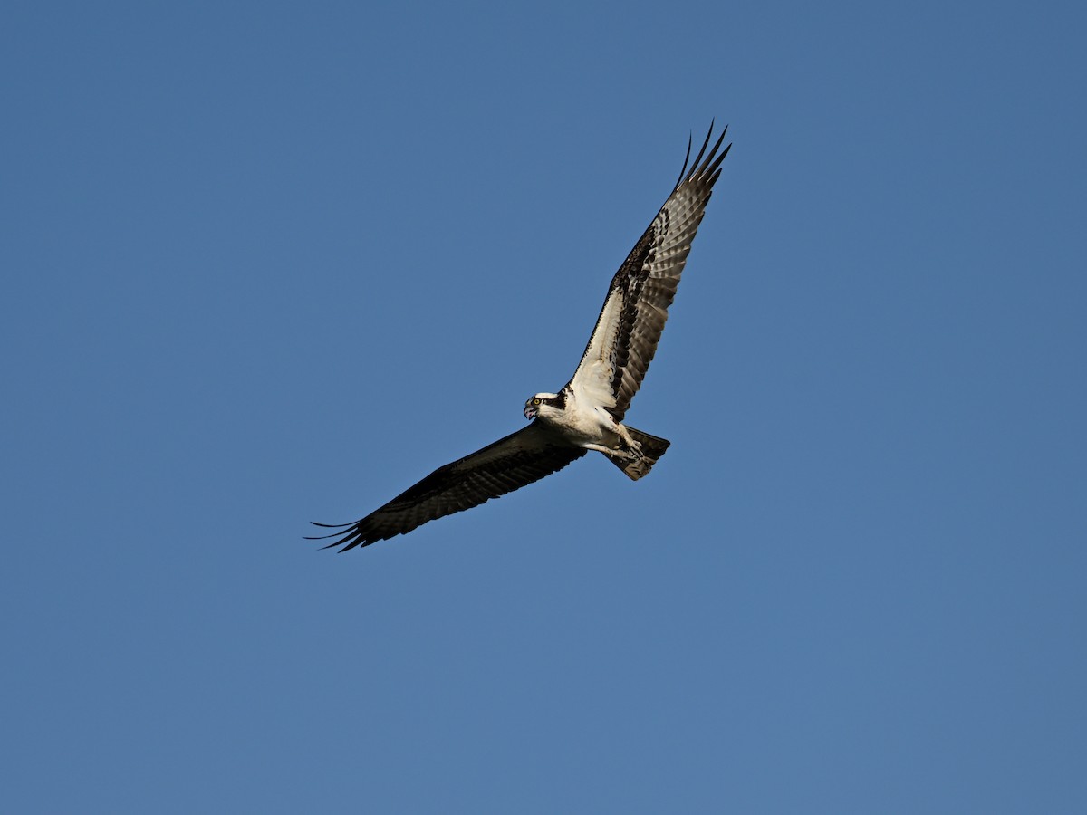 Osprey - ML636161410