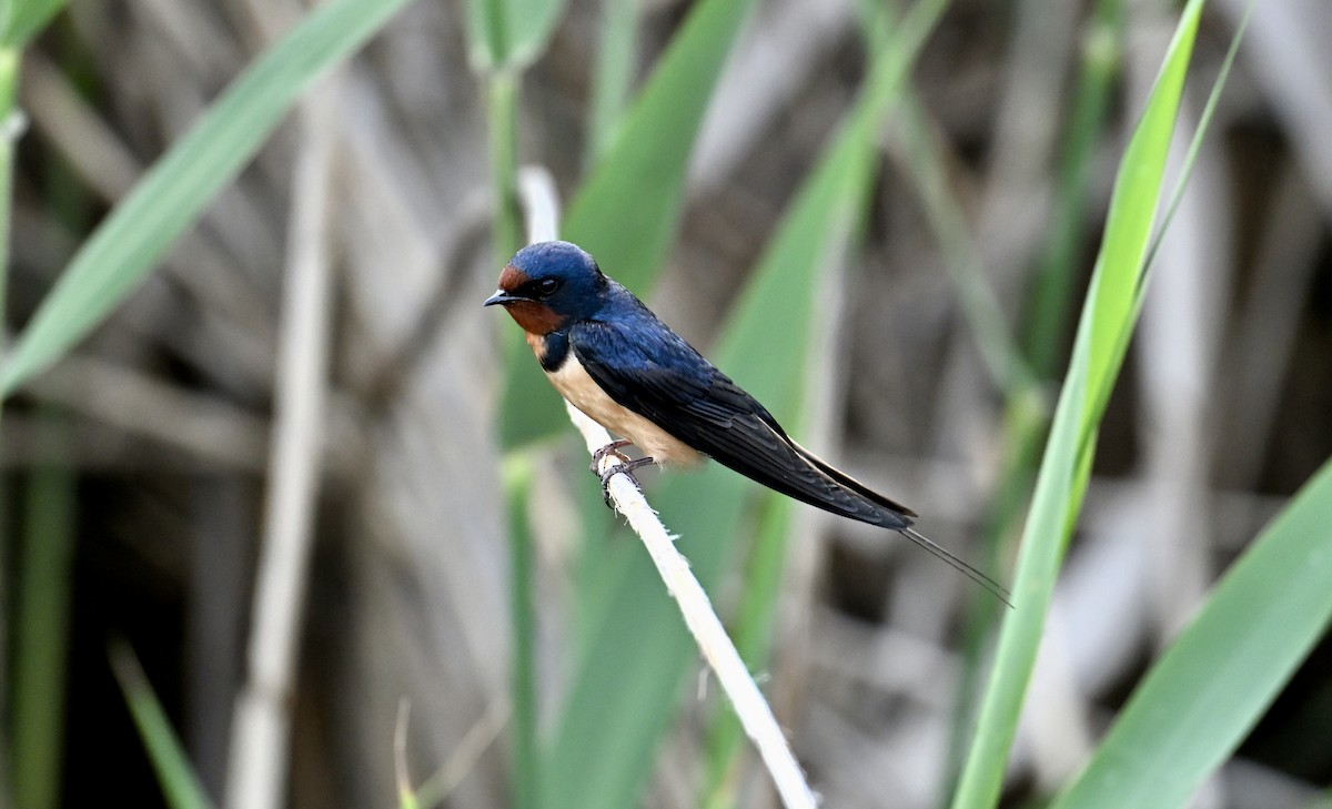 Barn Swallow - ML636161422
