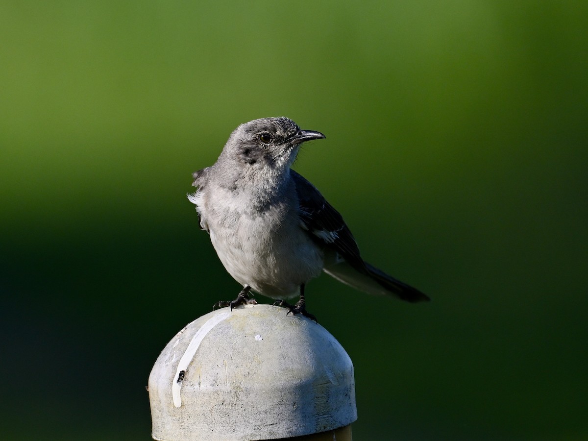 Northern Mockingbird - ML636161437