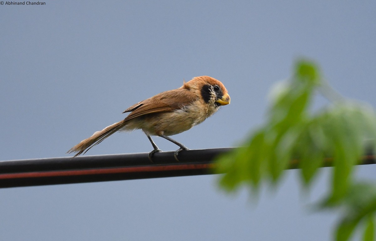 Spot-breasted Parrotbill - ML636161522
