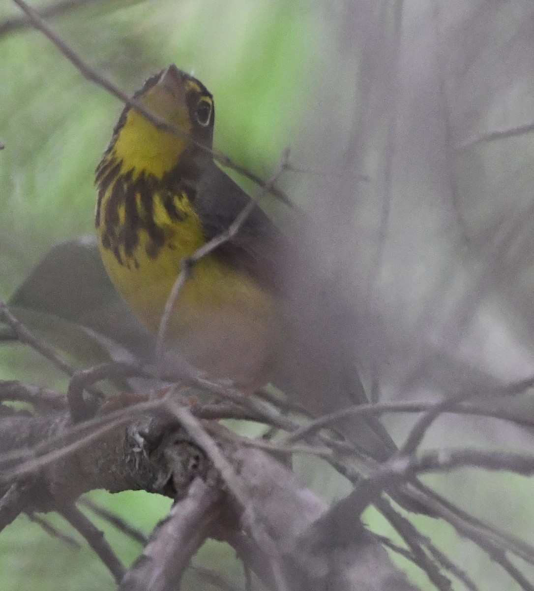 Canada Warbler - ML636161575