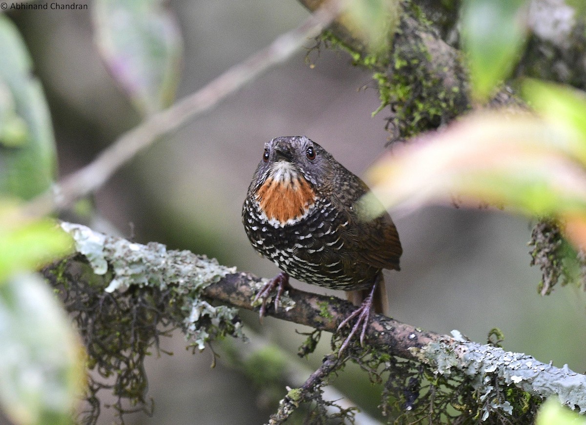 Mishmi Wren-Babbler - ML636161586