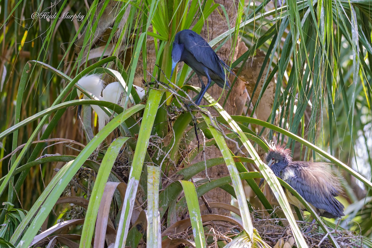 Little Blue Heron - ML636161604