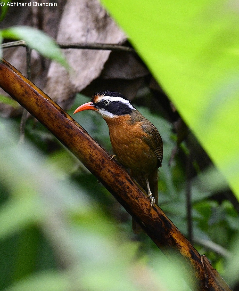 Black-crowned Scimitar-Babbler - ML636161614