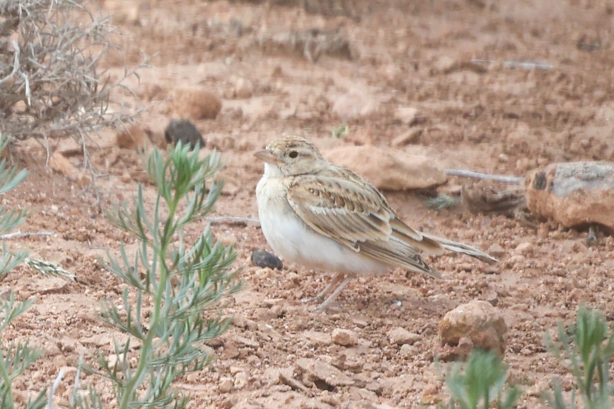 Greater Short-toed Lark - ML636161645