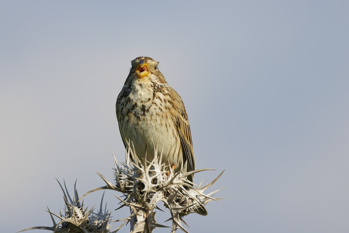Corn Bunting - ML636161766