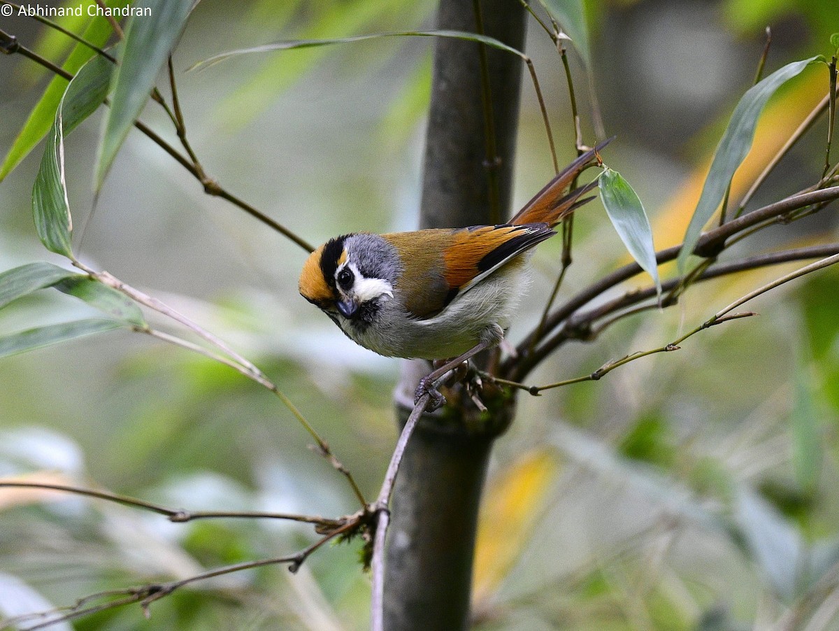 Black-throated Parrotbill (Gray-breasted) - ML636161855