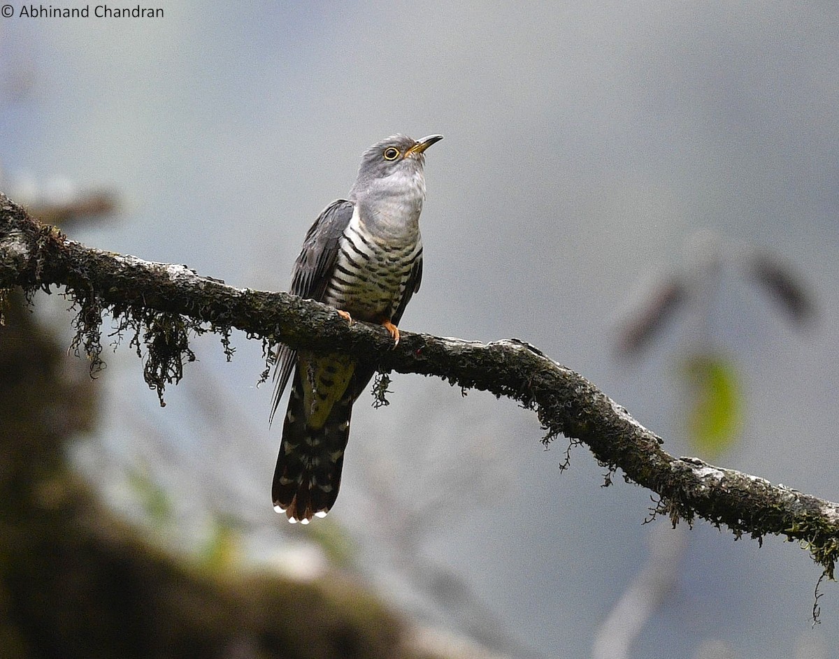 Lesser Cuckoo - ML636161870