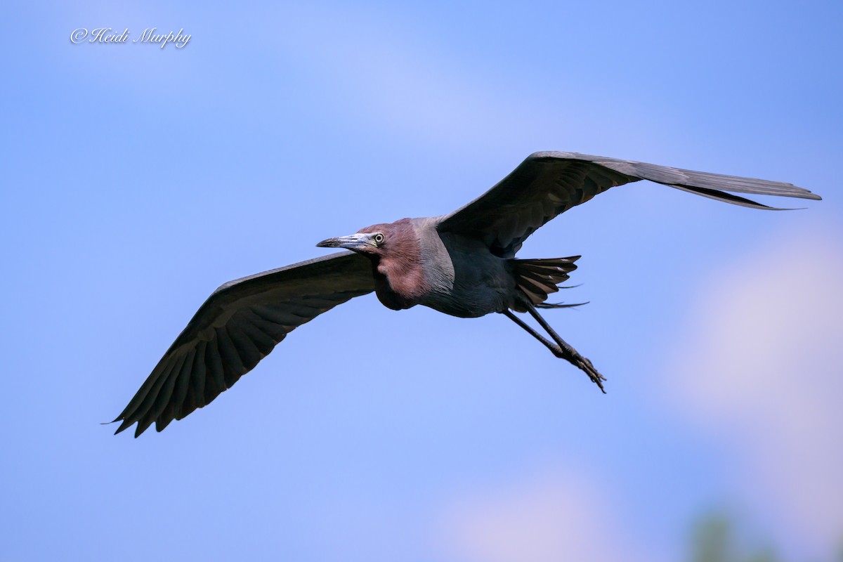 Little Blue Heron - ML636161877