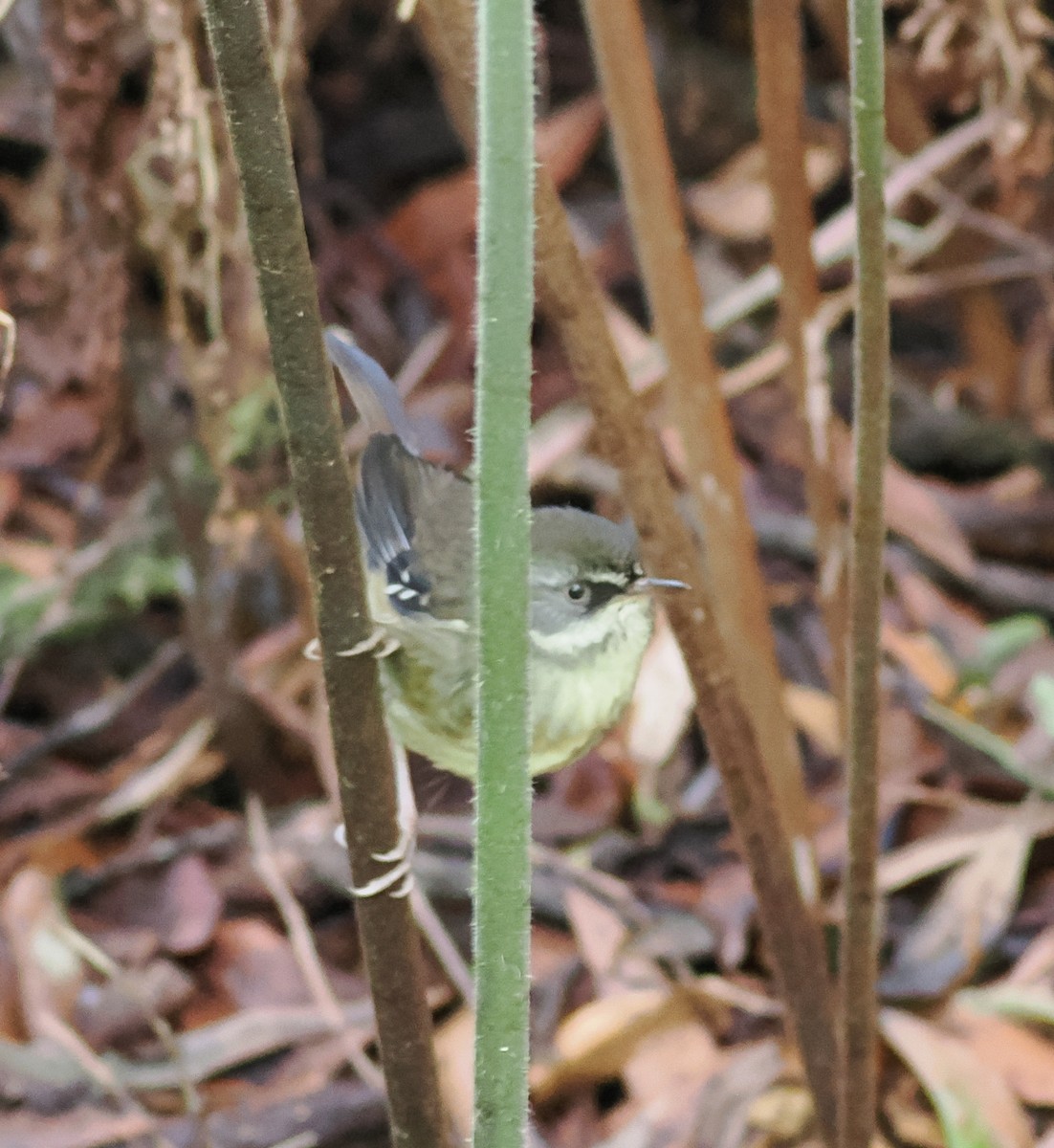 White-browed Scrubwren - ML636161919