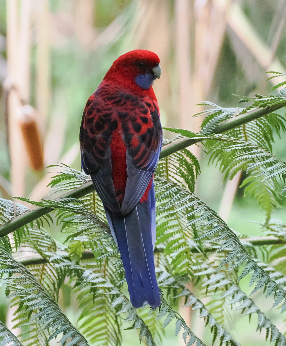 Crimson Rosella - ML636161939