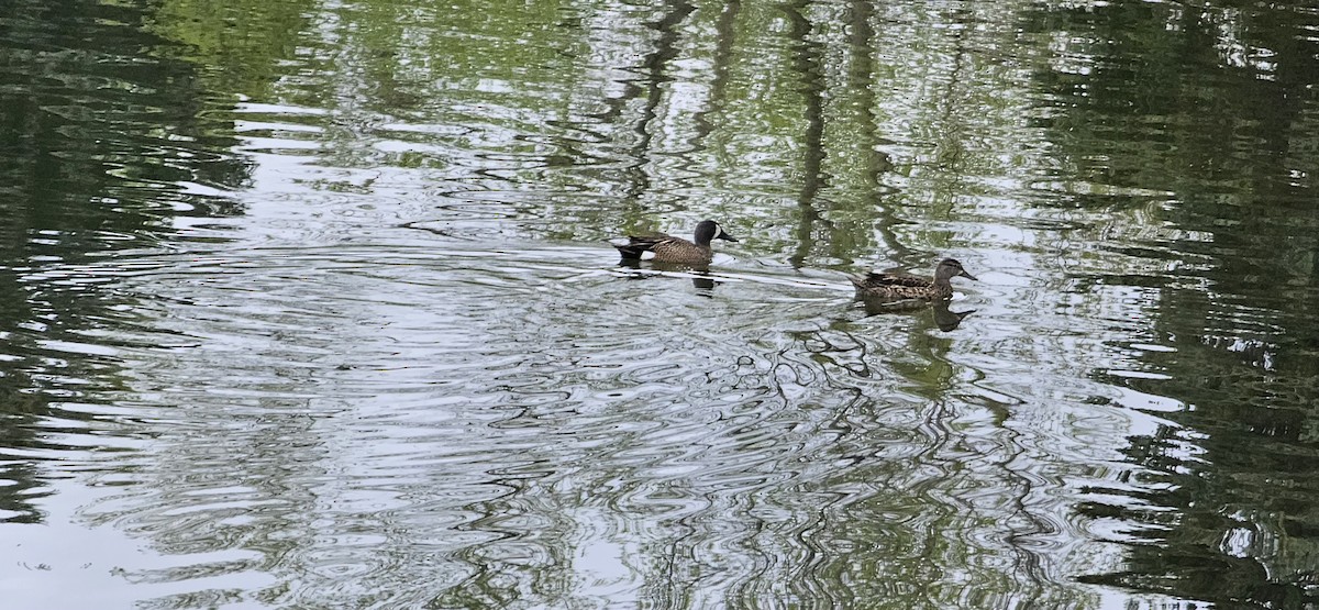 Blue-winged Teal - ML636161940