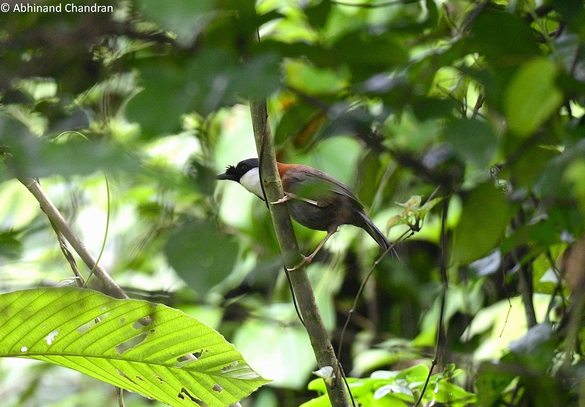 Chestnut-backed Laughingthrush - ML636161953