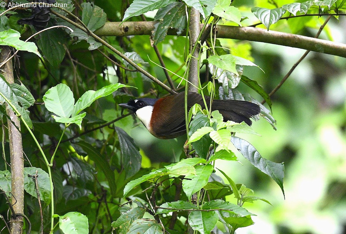 Chestnut-backed Laughingthrush - ML636161954