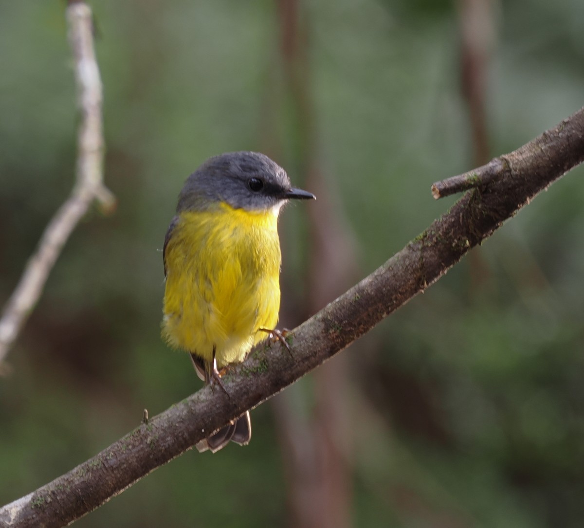 Eastern Yellow Robin - ML636161957