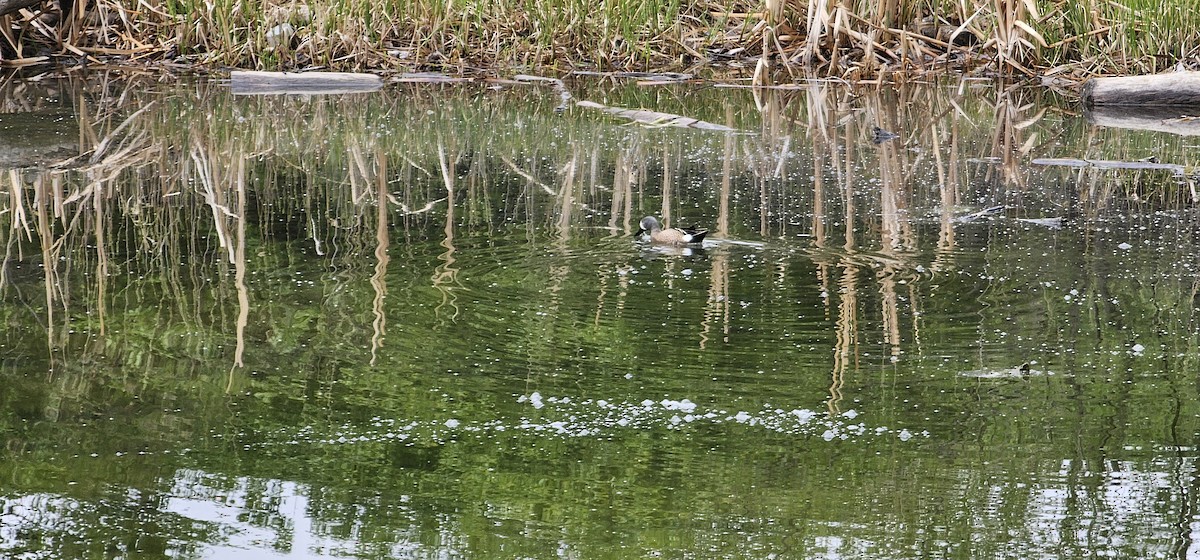 Blue-winged Teal - ML636161962