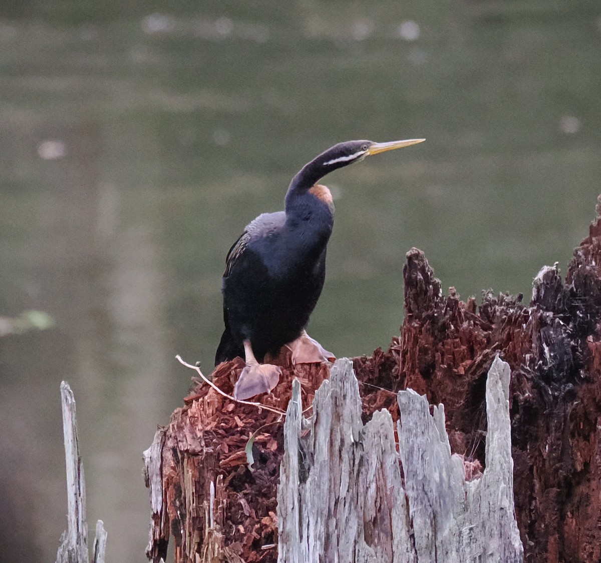 Australasian Darter - ML636161963