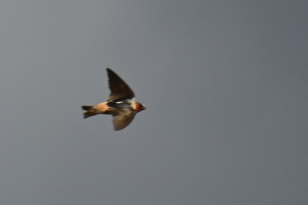 Cliff Swallow - ML636161983